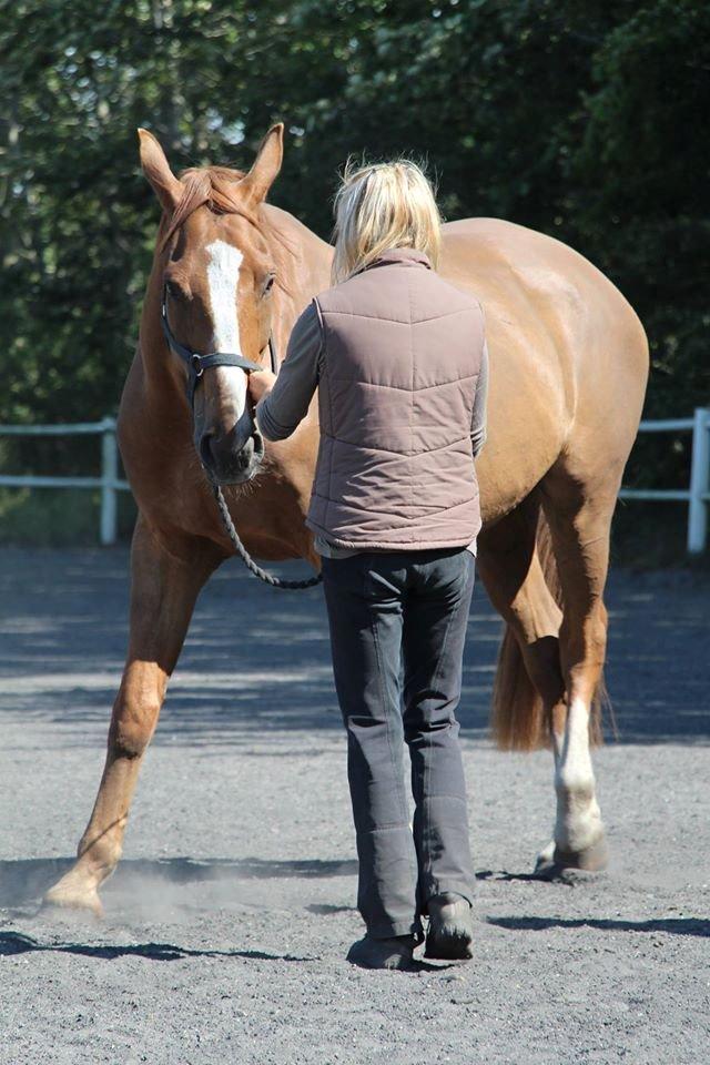 Dansk Varmblod Horskjærs Nobody billede 25