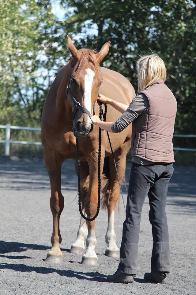 Dansk Varmblod Horskjærs Nobody billede 24