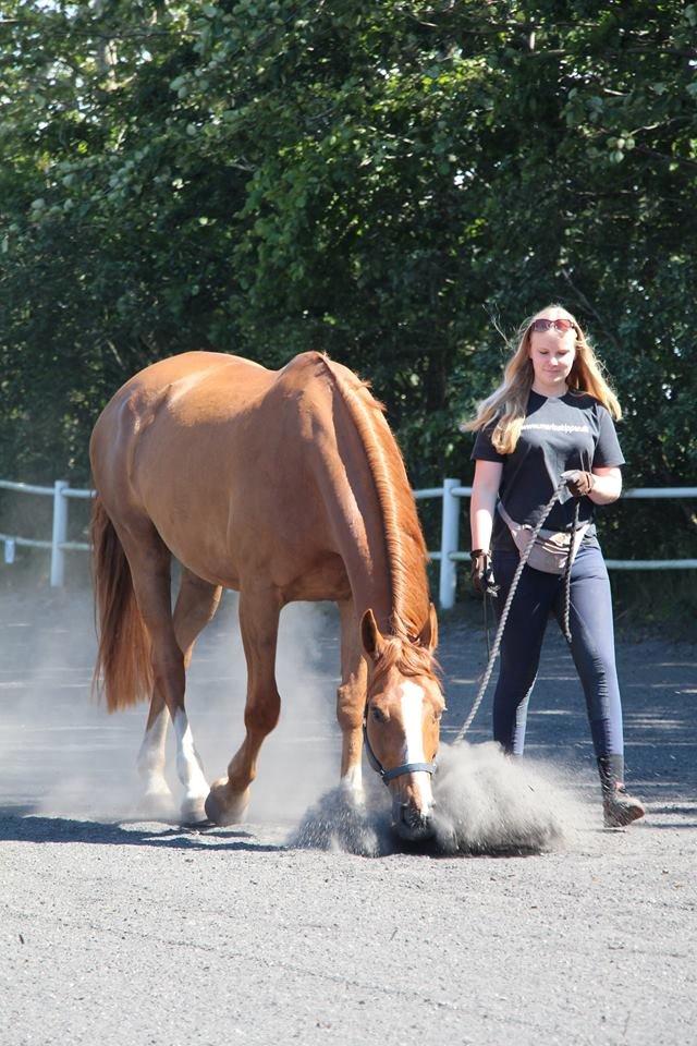 Dansk Varmblod Horskjærs Nobody billede 26