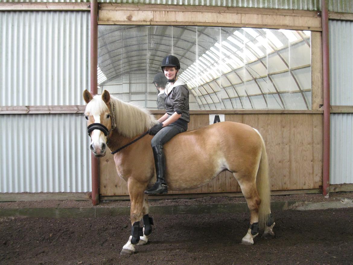 Haflinger Grynet (Kaldes Gry) billede 6