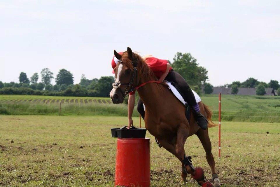 Arabisk fuldblod (OX) Dancer <3 billede 20