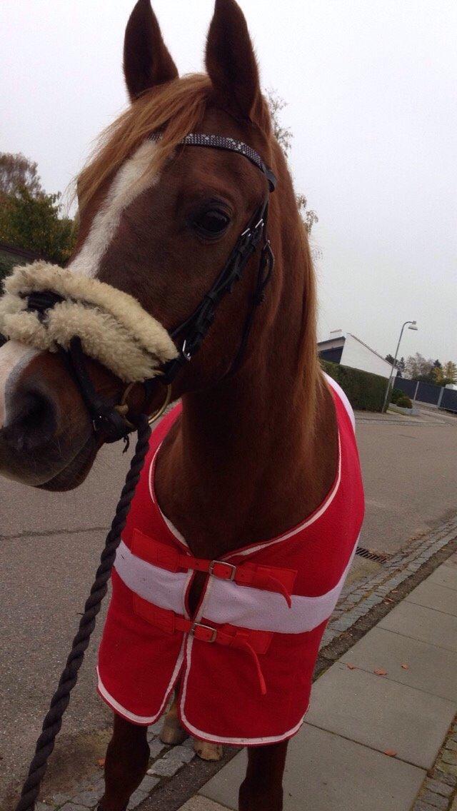 Arabisk fuldblod (OX) Dancer <3 billede 18