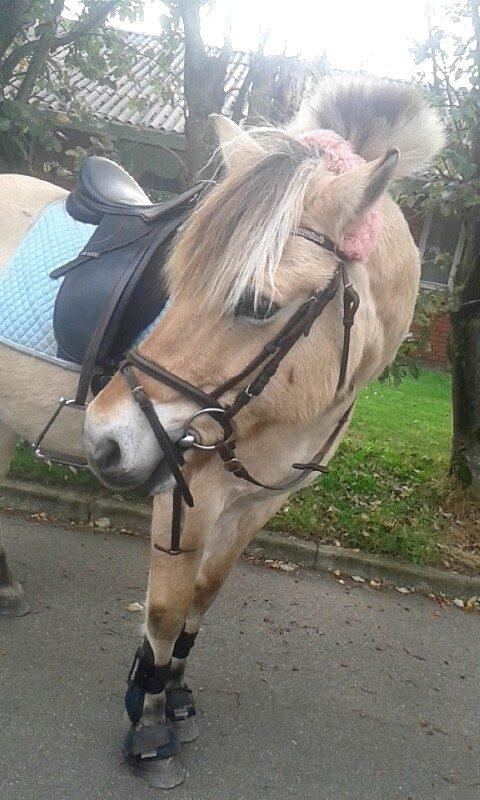 Fjordhest Thor - På tur i No <3 2014 billede 1