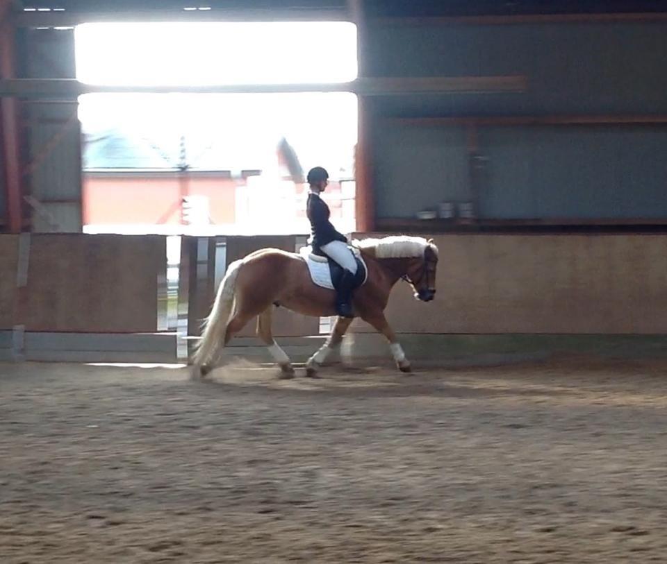 Haflinger Hestehovens Archibald billede 14