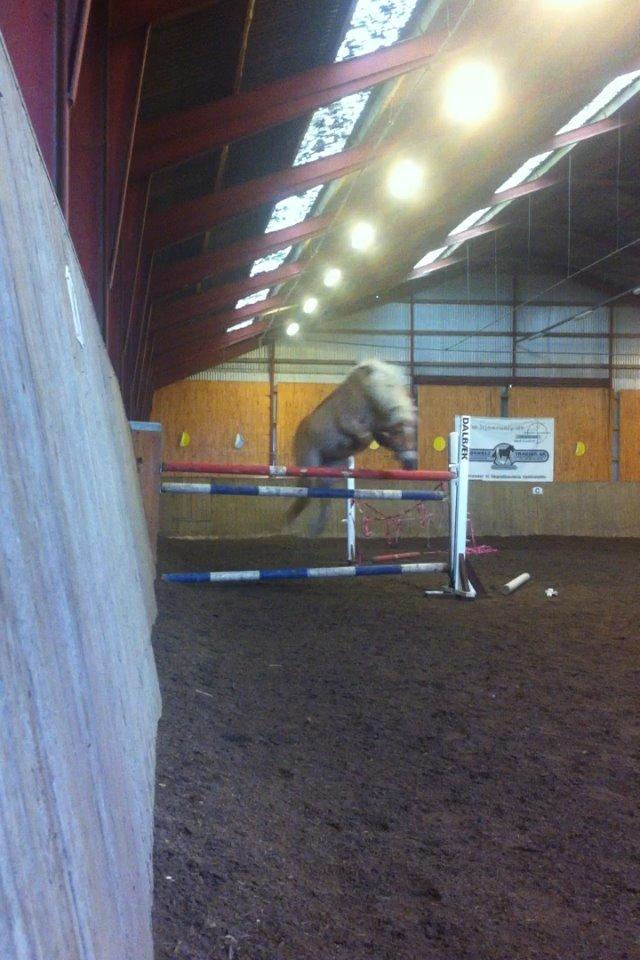 Haflinger Hestehovens Archibald billede 5