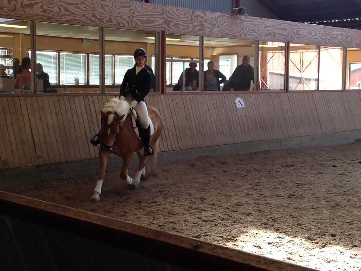 Haflinger Hestehovens Archibald billede 20