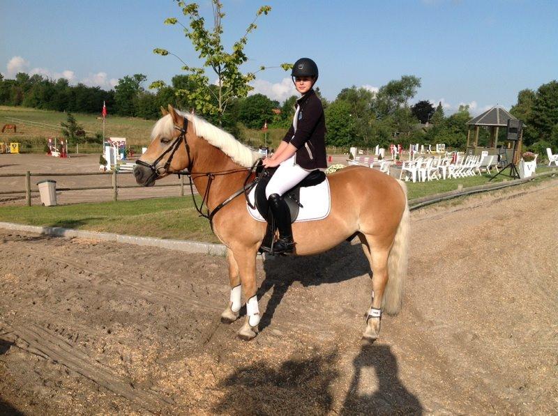 Haflinger Hestehovens Archibald billede 18