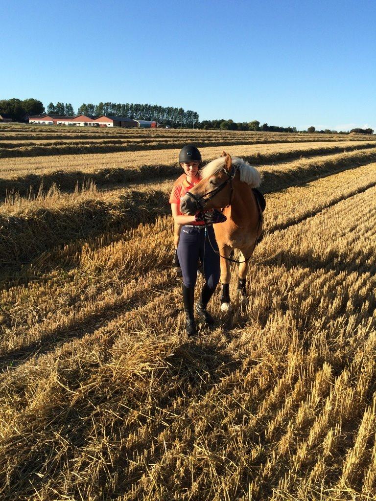 Haflinger Hestehovens Archibald billede 2