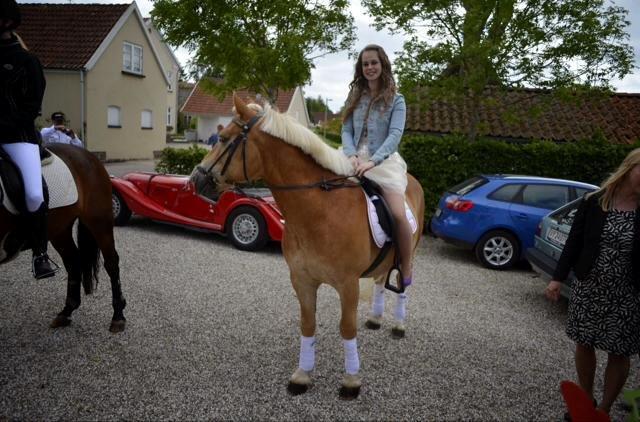 Haflinger Hestehovens Archibald billede 10