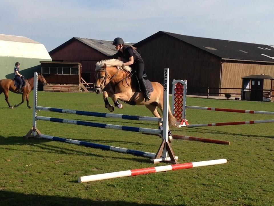 Haflinger Hestehovens Archibald billede 19