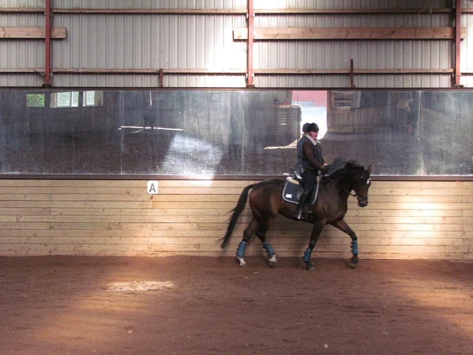 Dansk Varmblod Wolhøjgaards Kanzo billede 13