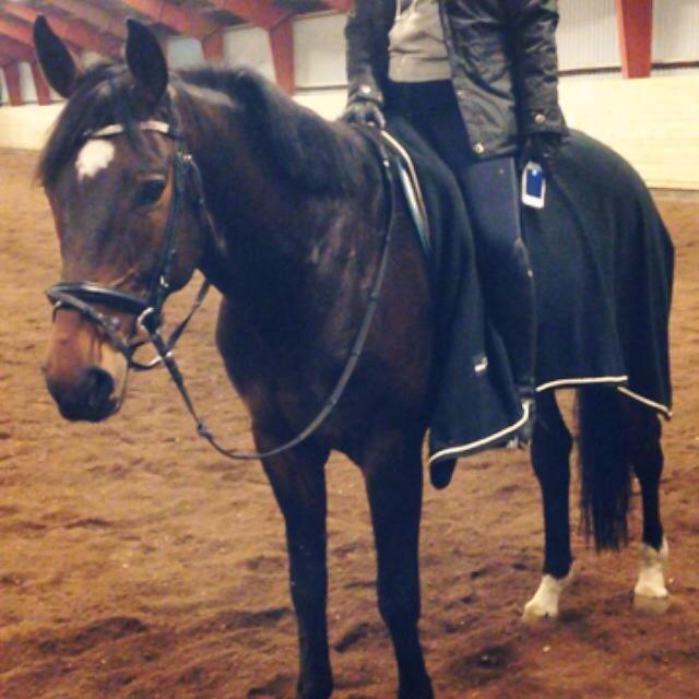 Dansk Varmblod Wolhøjgaards Kanzo billede 17