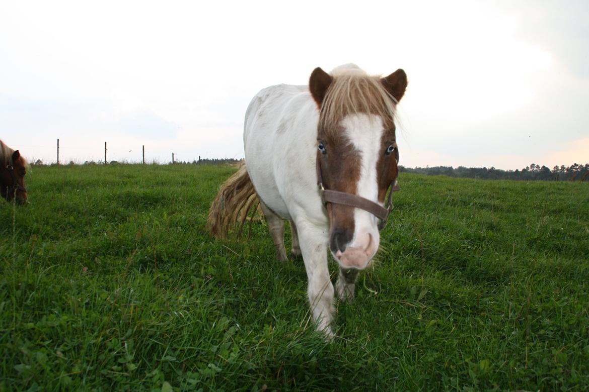 Shetlænder Trille billede 1