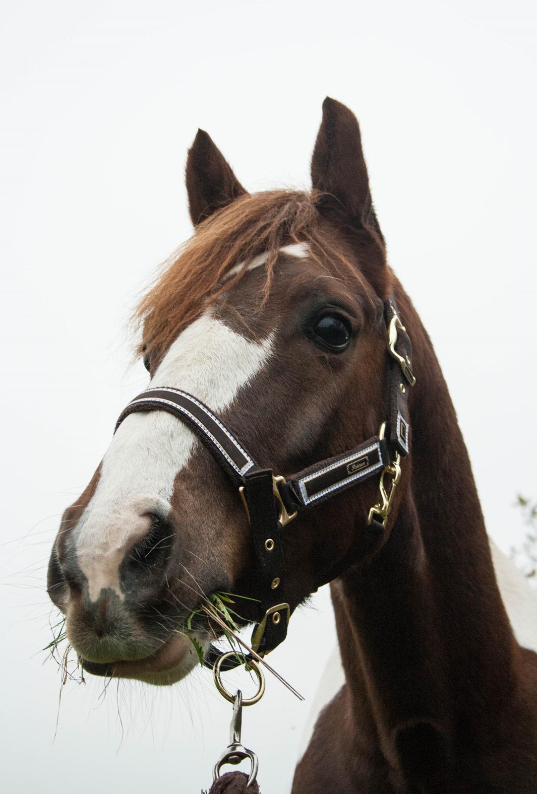 Pinto | Emir Ponygården | My best friend | billede 7