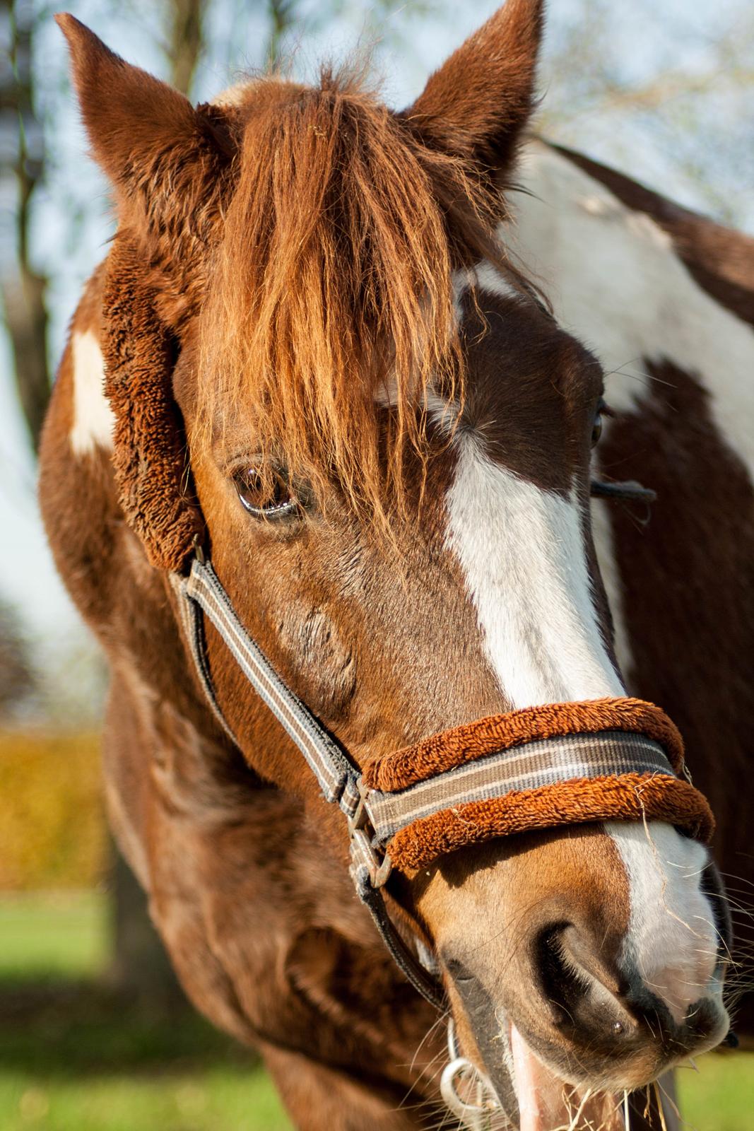 Pinto | Emir Ponygården | My best friend | billede 10