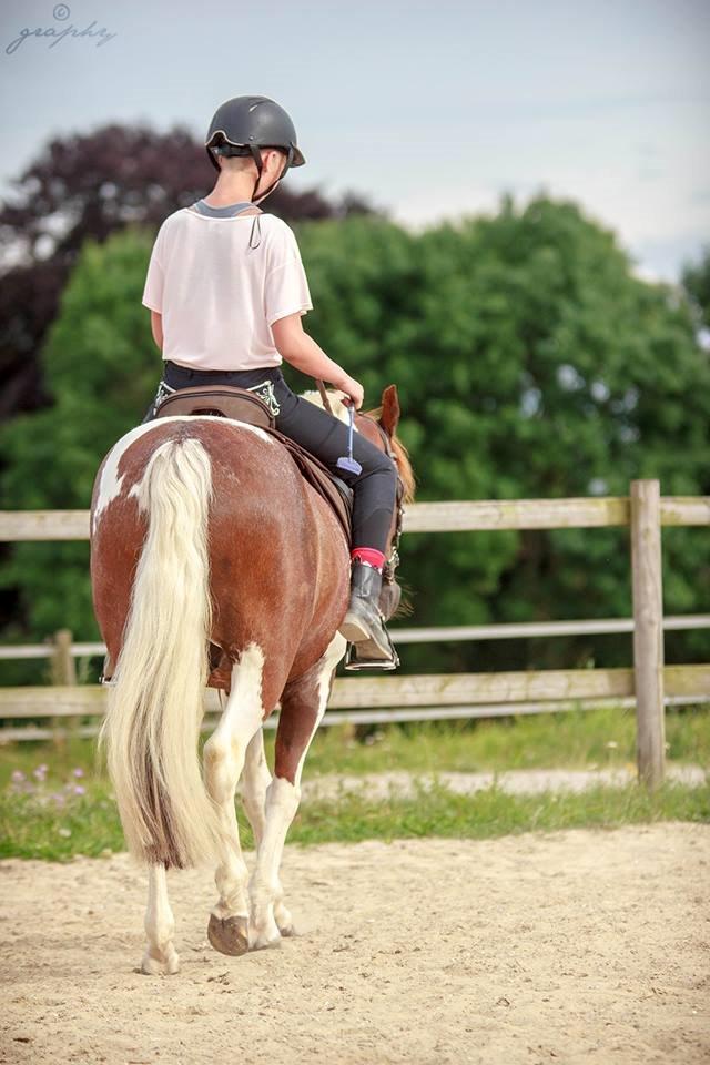 Pinto | Emir Ponygården | My best friend | billede 12