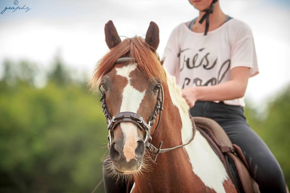 Pinto | Emir Ponygården | My best friend | billede 1