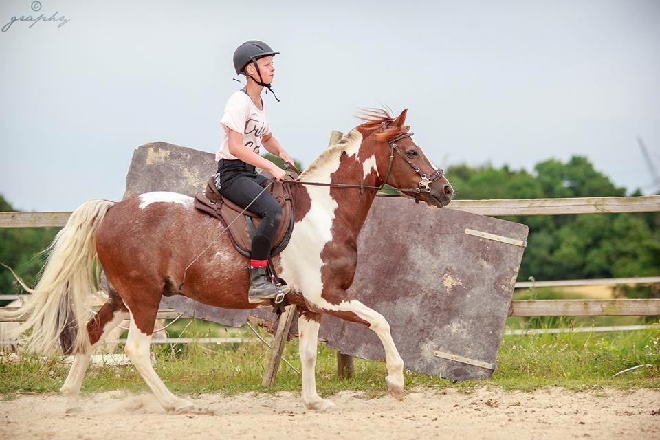 Pinto | Emir Ponygården | My best friend | billede 6