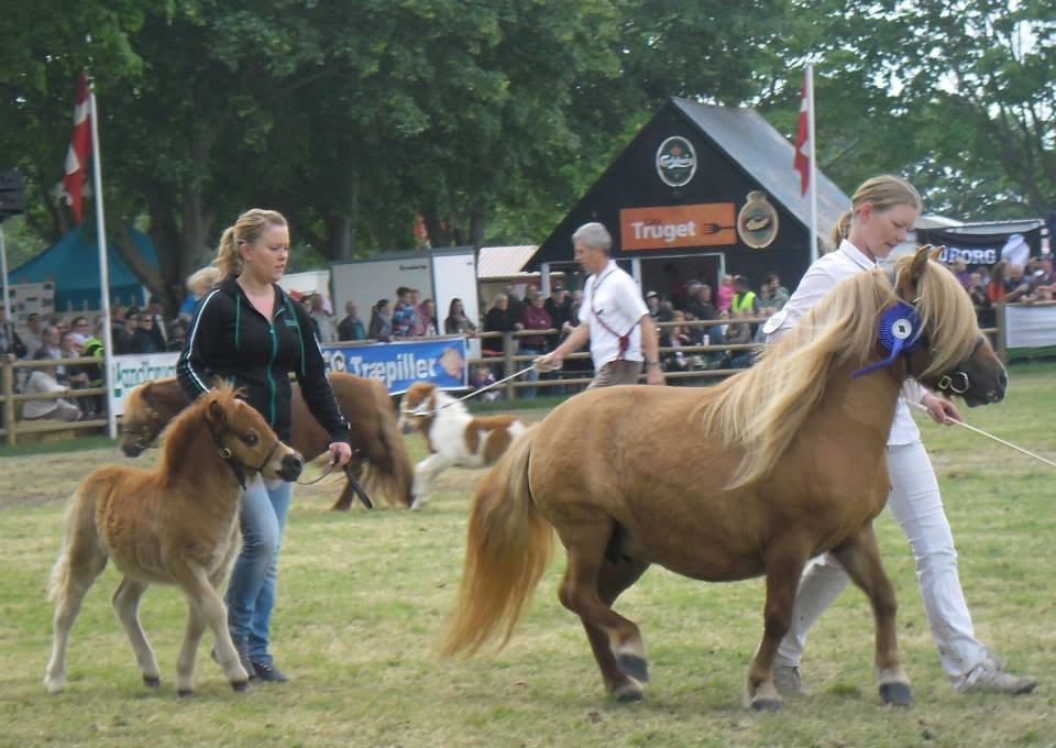 Shetlænder Thorshøjs Bondo billede 3