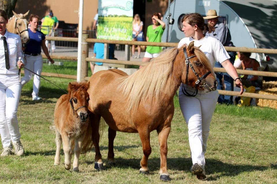 Shetlænder Thorshøjs Bondo billede 4