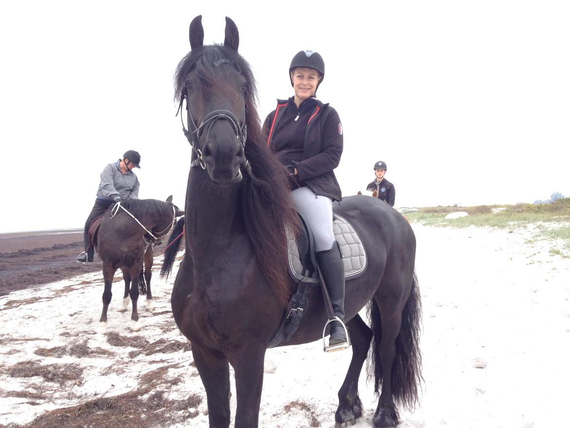 Frieser Zaffa AF Fugleholt (mors) billede 1