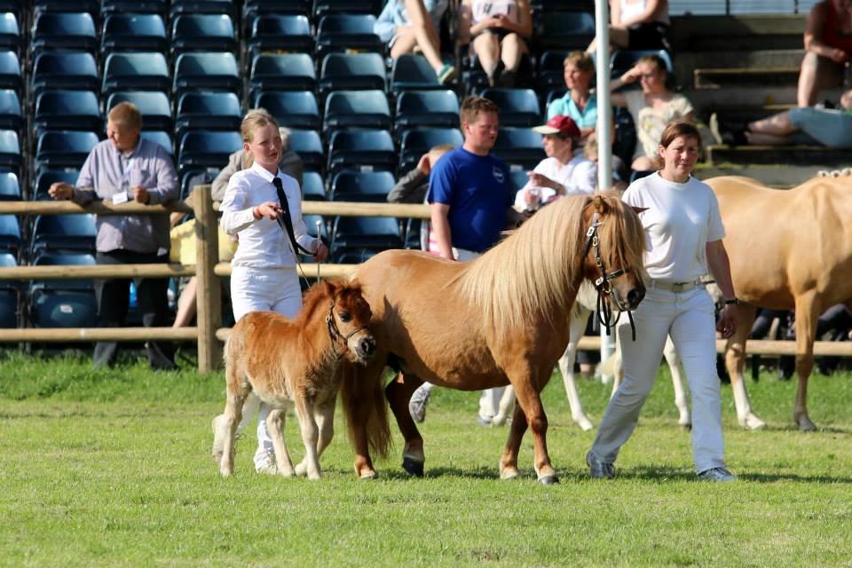 Shetlænder Thorshøjs Bondo billede 5