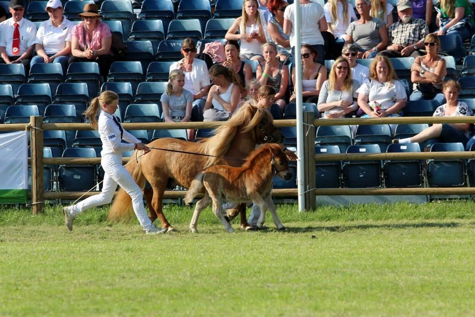 Shetlænder Thorshøjs Bondo billede 2