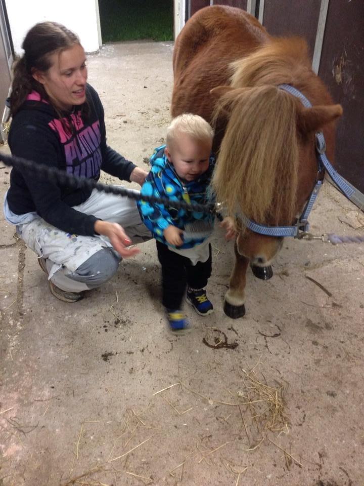 Shetlænder Thorshøjs Bondo billede 6