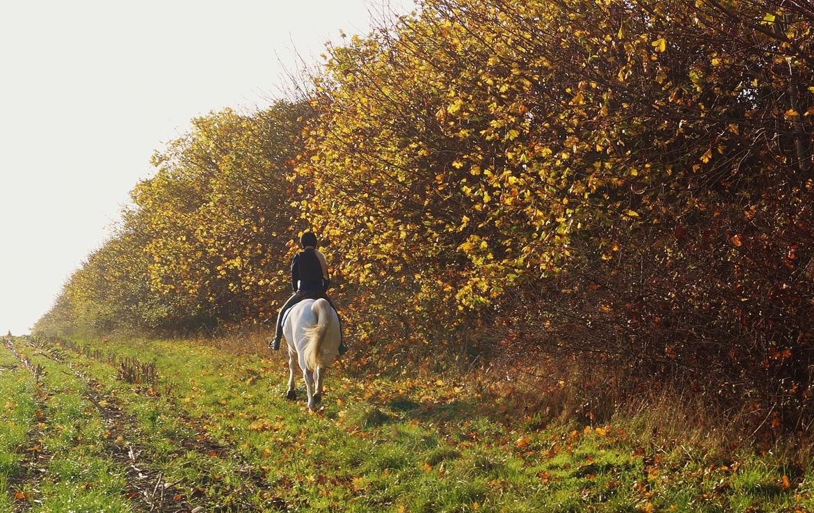Anden særlig race Turgon - <3 billede 15