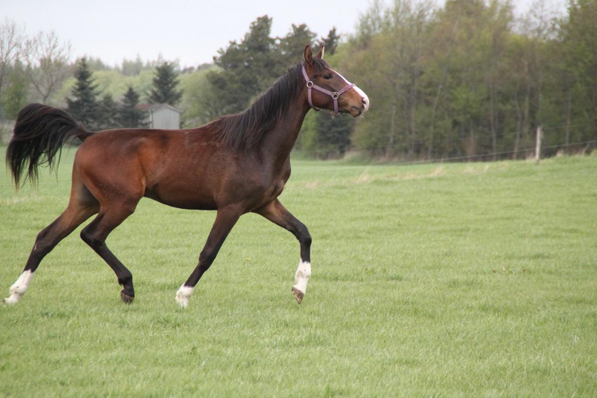 Dansk Varmblod leonardo billede 16