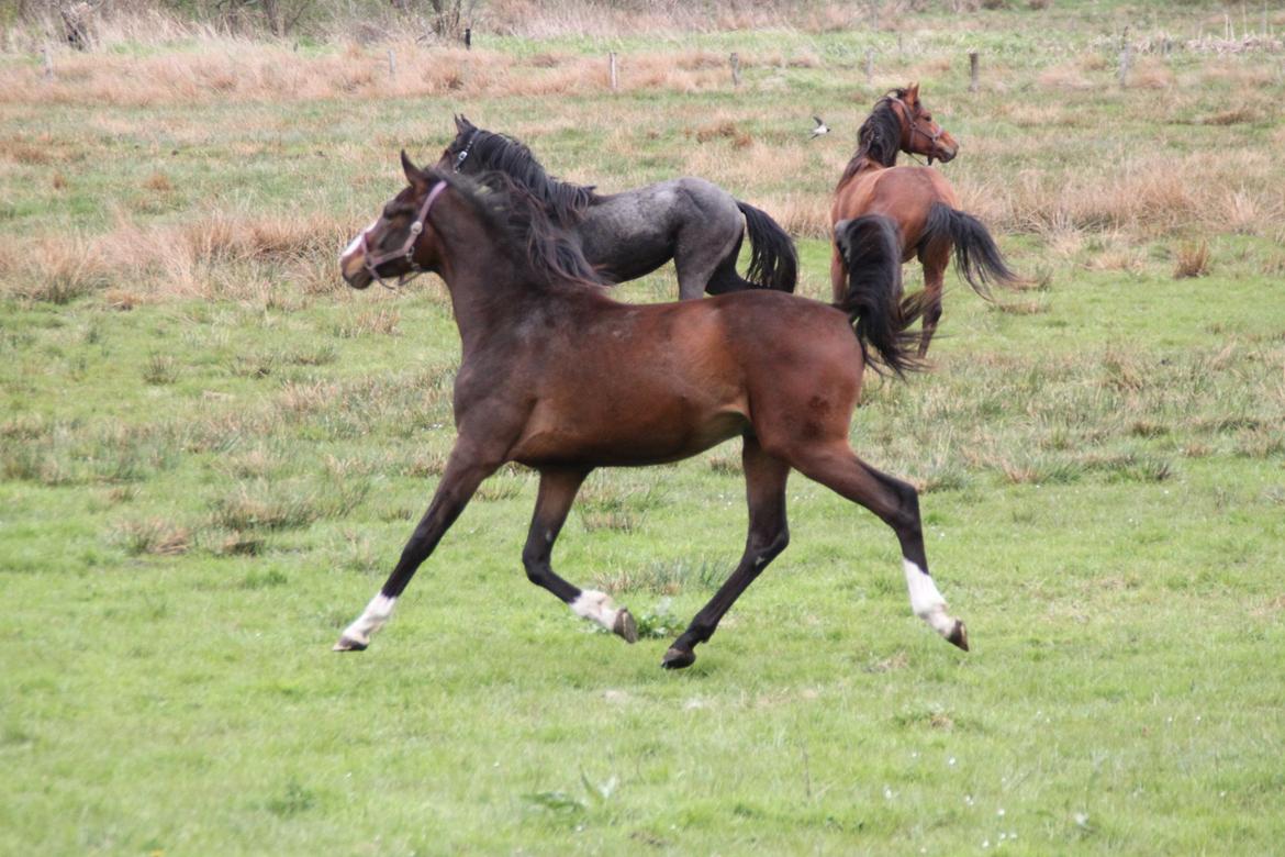 Dansk Varmblod leonardo billede 18