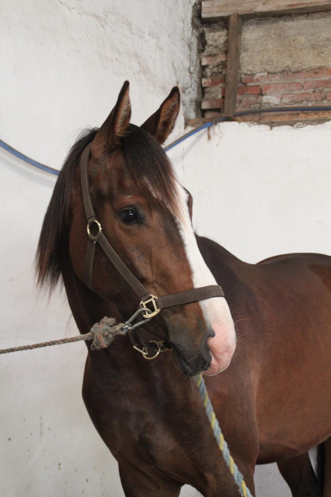 Dansk Varmblod leonardo billede 19