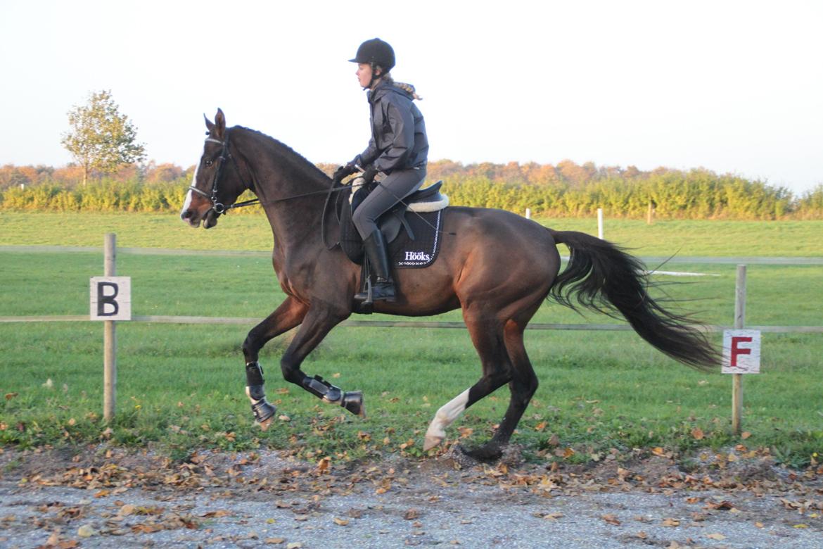 Dansk Varmblod leonardo billede 25