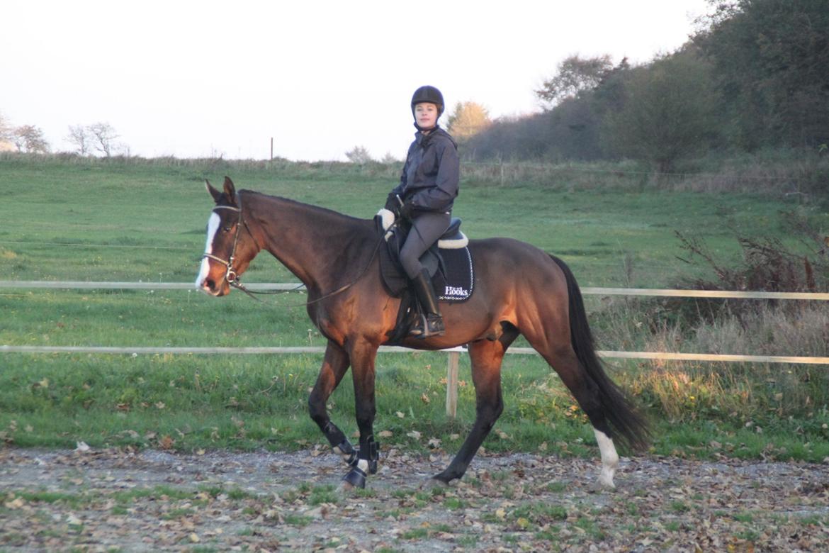 Dansk Varmblod leonardo billede 26