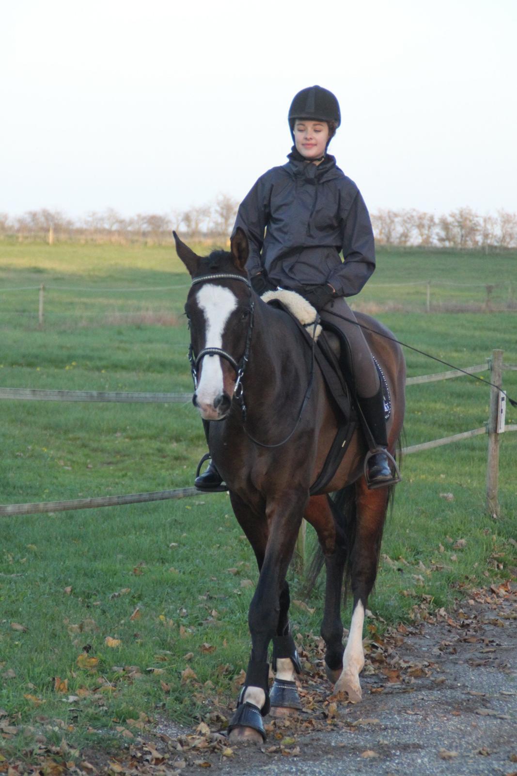 Dansk Varmblod leonardo billede 27