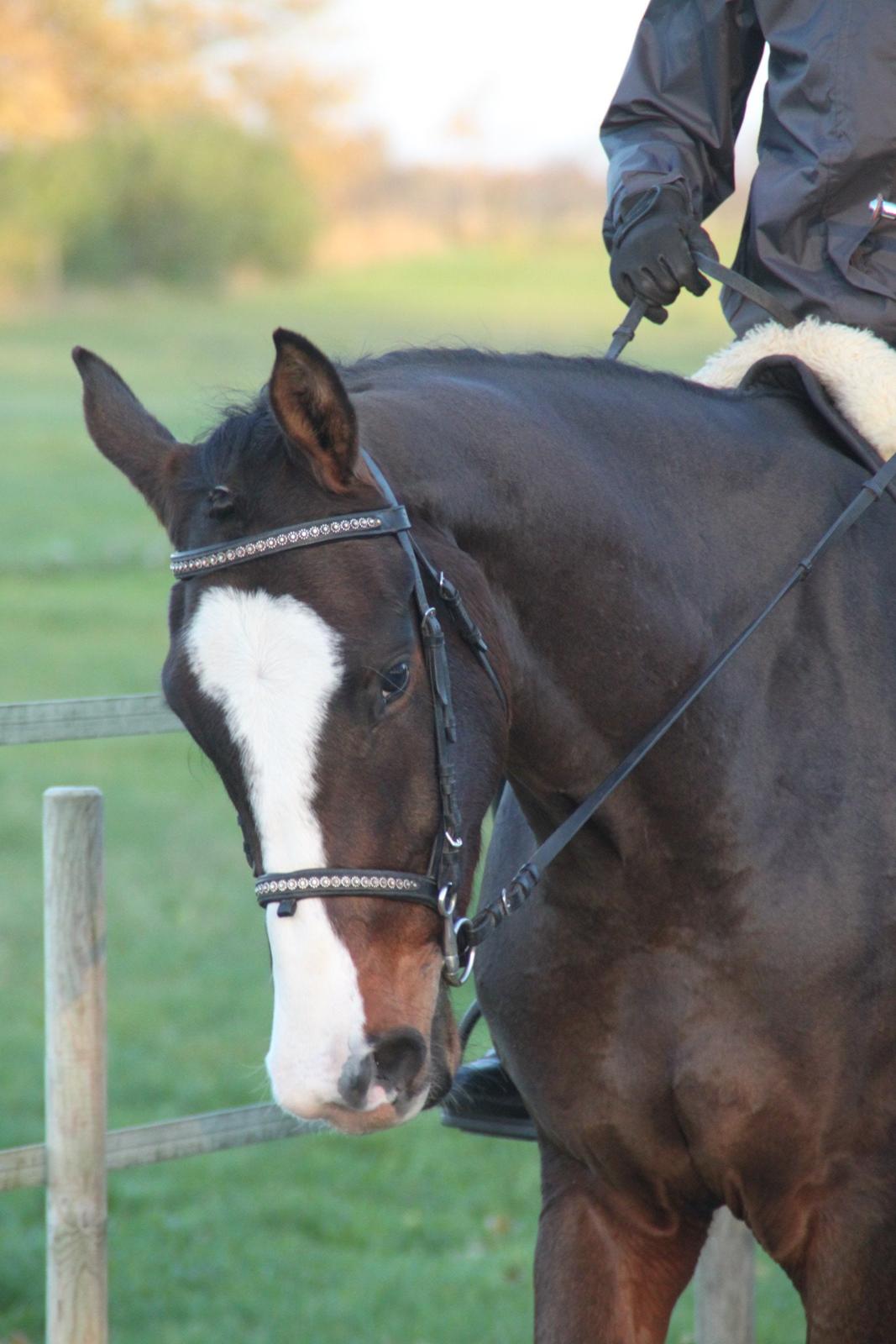 Dansk Varmblod leonardo billede 28