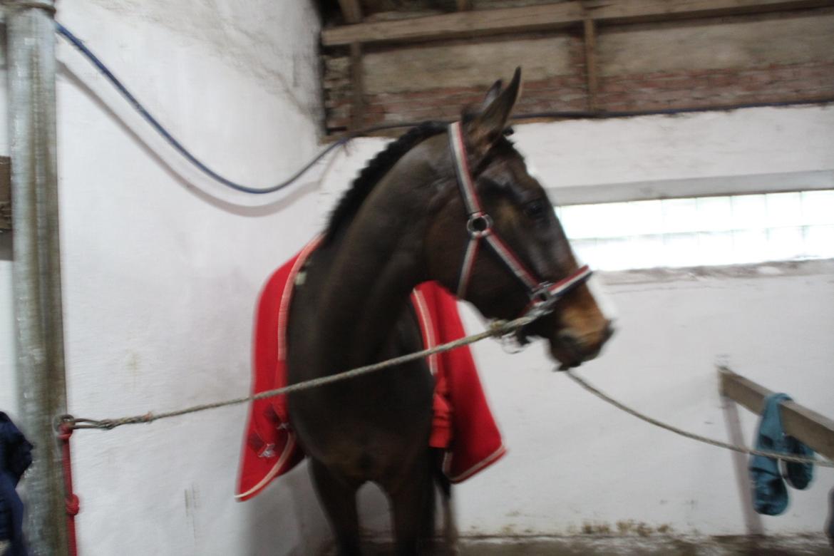 Dansk Varmblod leonardo billede 31