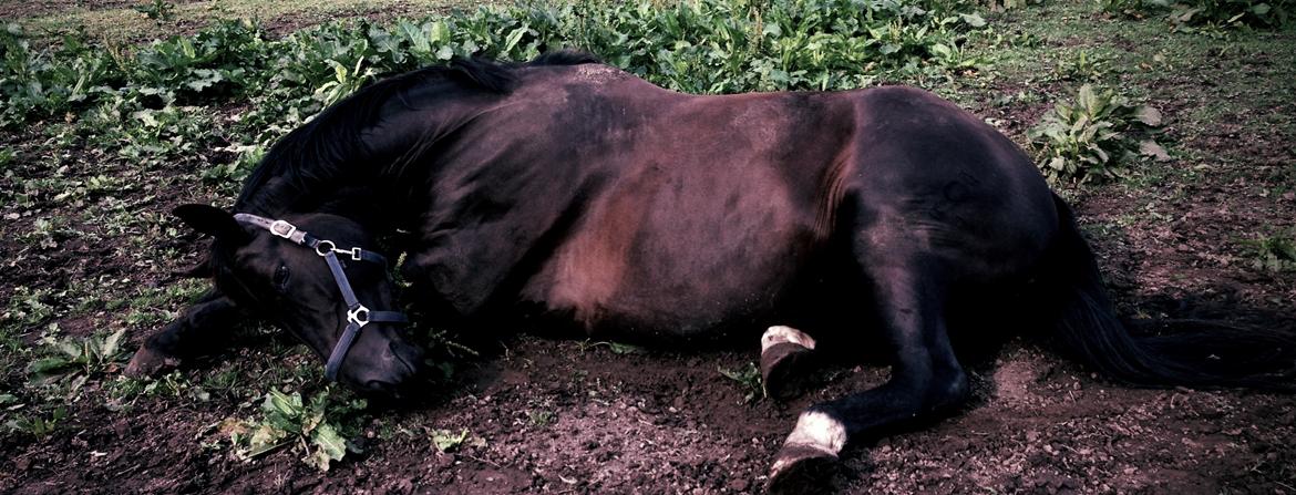 Oldenborg Kirsebærgårdens Jo-Jo - En rigtig hest tager sig en lur på folden :) billede 4