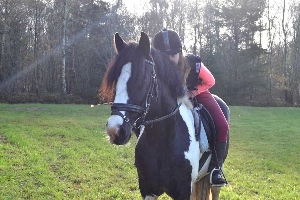 Irish Cob Rose (min lille ko) billede 5