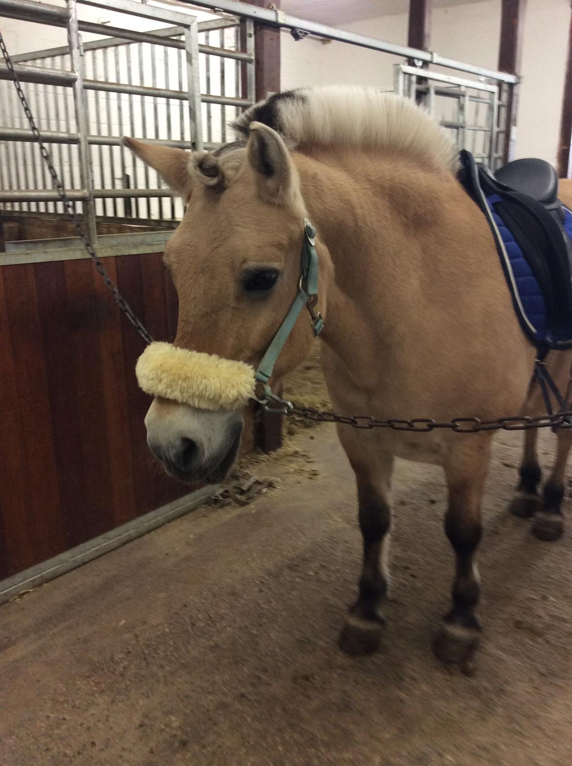 Fjordhest Tilde billede 5