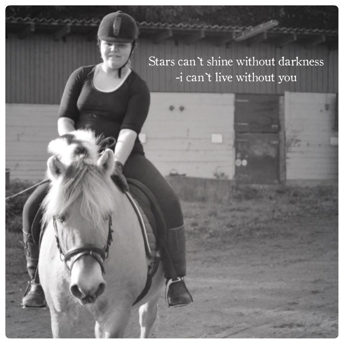 Fjordhest Tilde billede 1