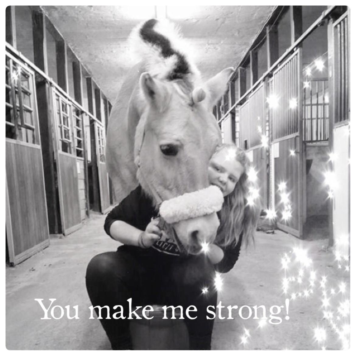 Fjordhest Tilde billede 8