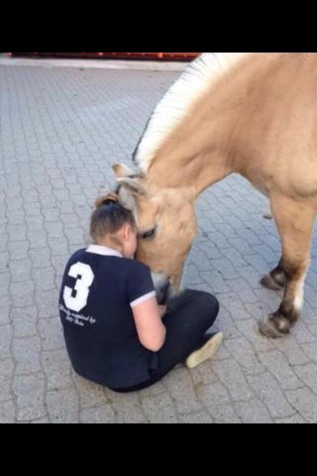 Fjordhest Tilde billede 11