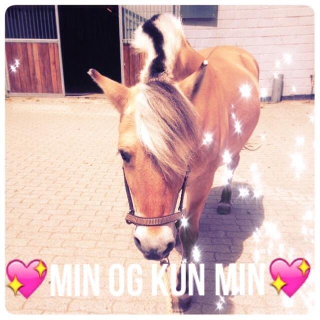 Fjordhest Tilde billede 14