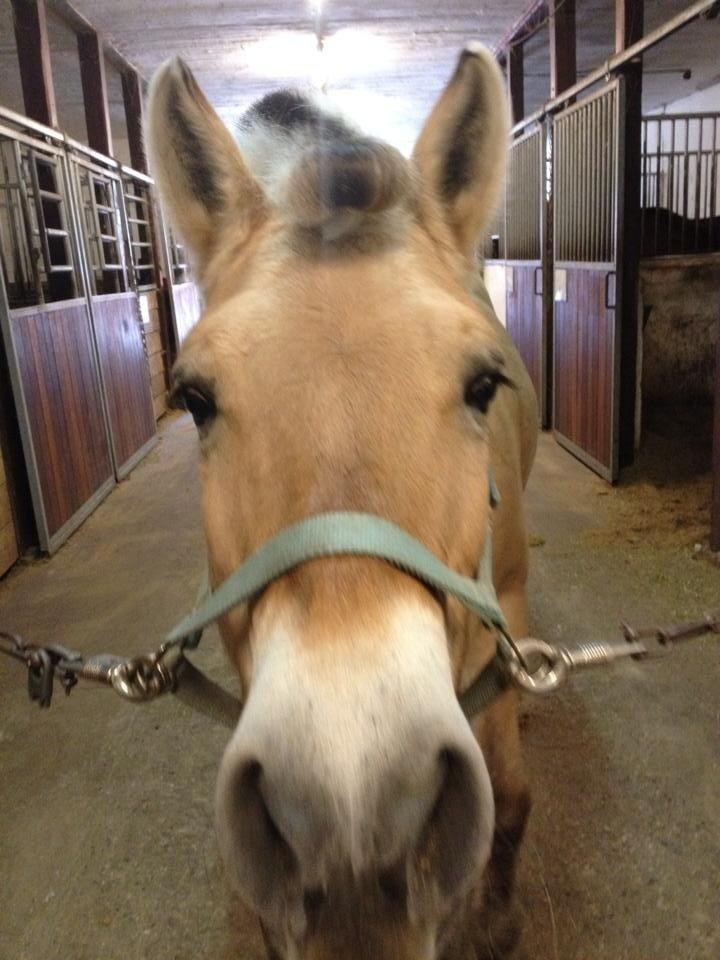 Fjordhest Tilde billede 16