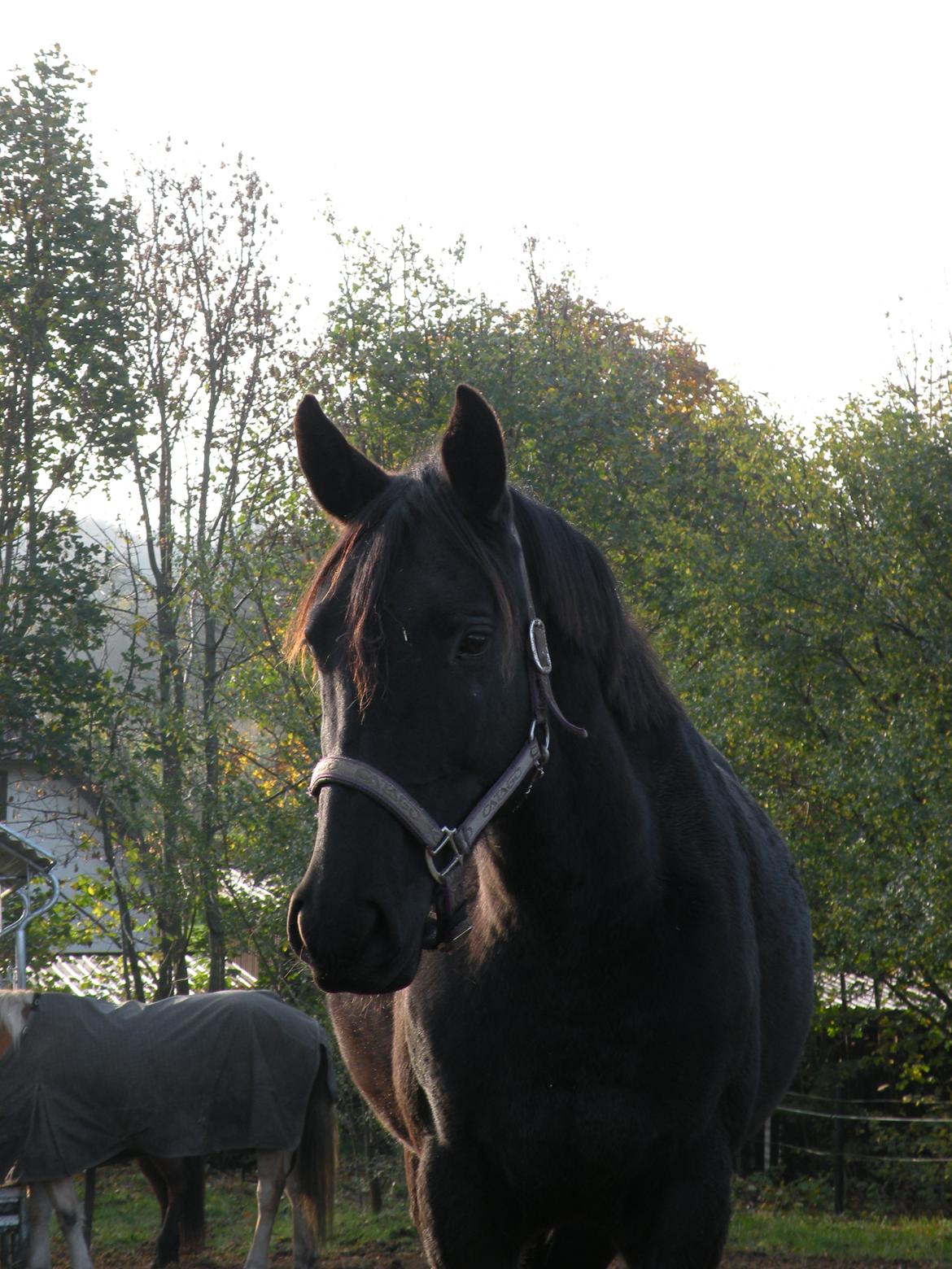 Pinto Kilgast's Nobell billede 8