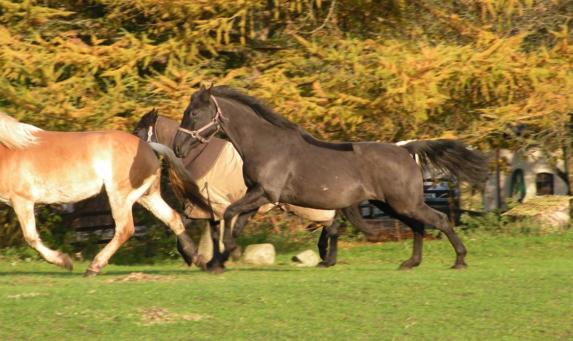 Pinto Kilgast's Nobell billede 11