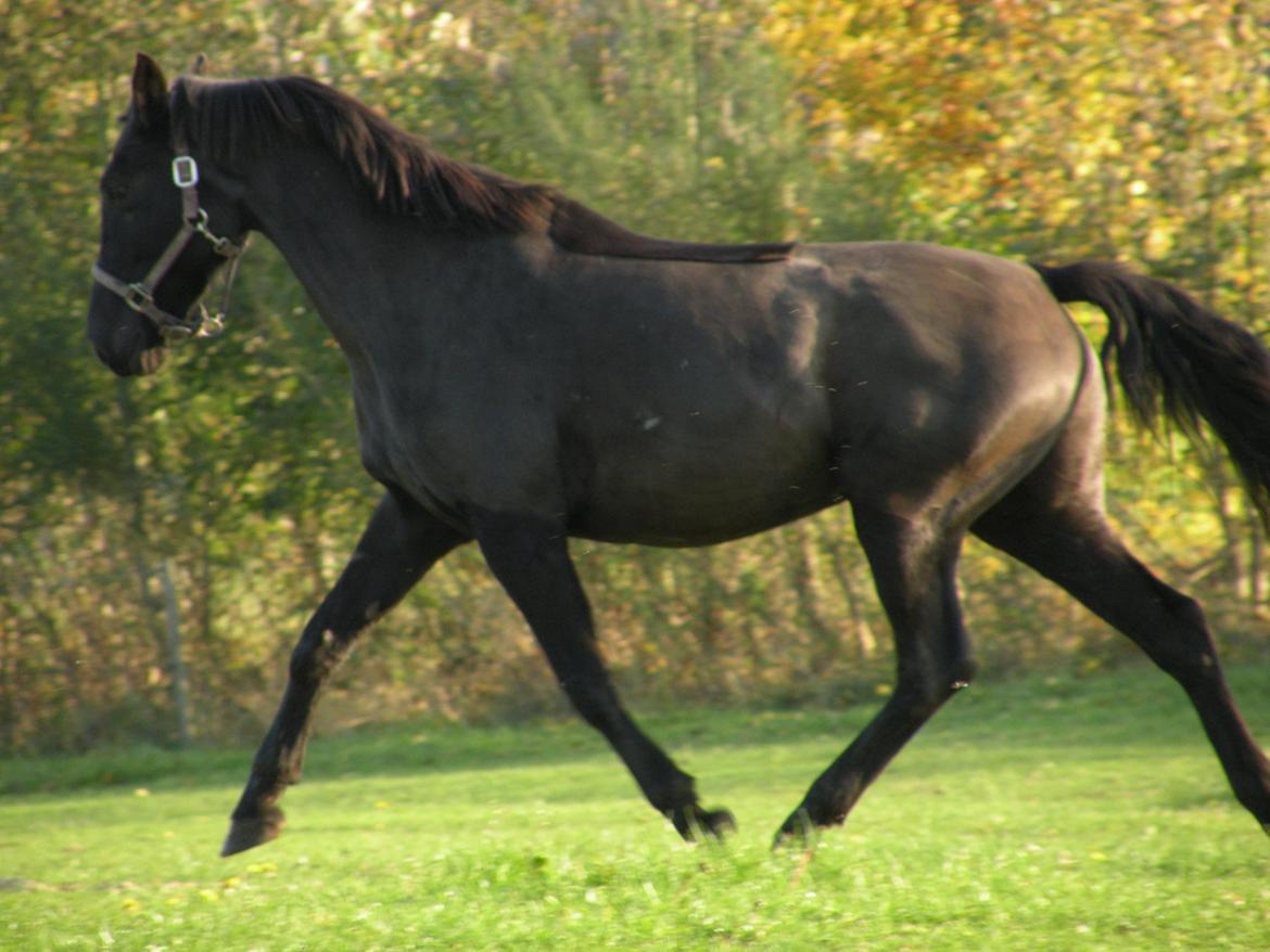 Pinto Kilgast's Nobell billede 1