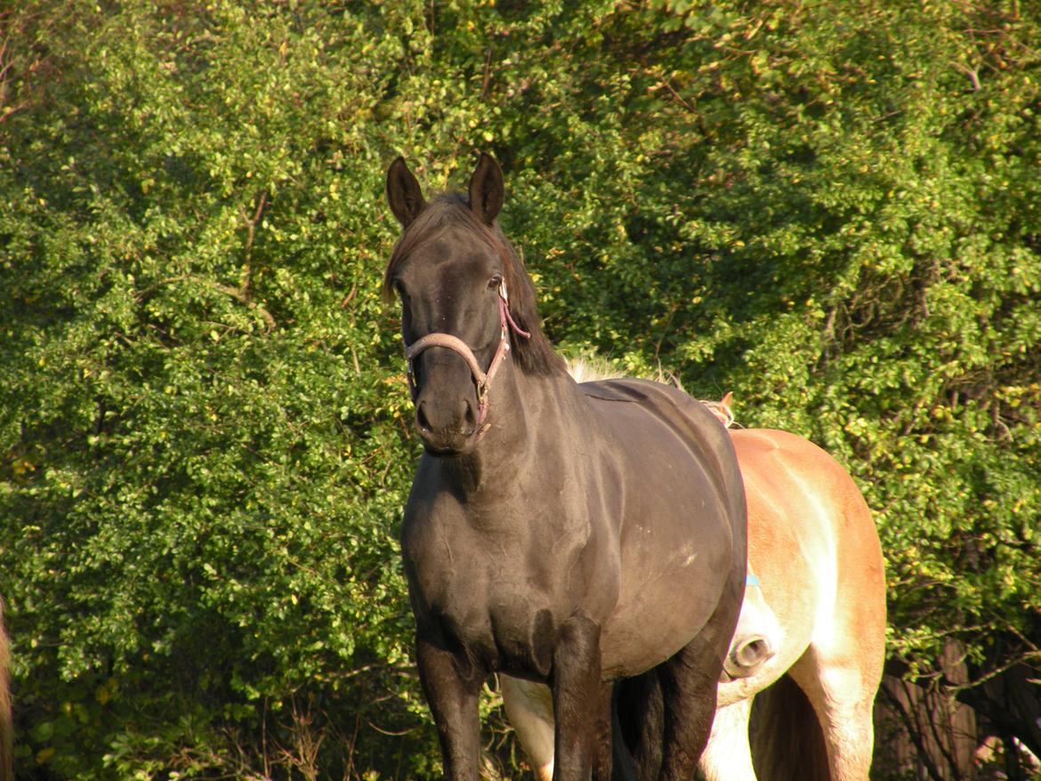 Pinto Kilgast's Nobell billede 13