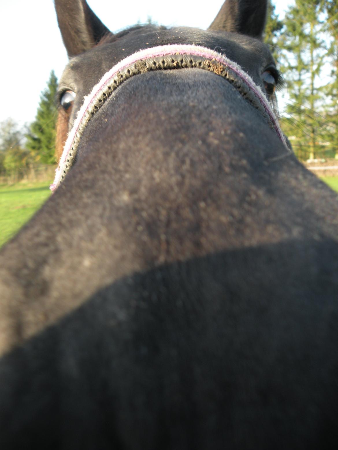 Pinto Kilgast's Nobell billede 15